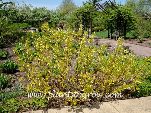 Golden Tartarean Dogwood (Cornus alba Aurea)
(May 10)